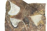 Wide Multiple Fossil Ginkgo Leaf Plate - North Dakota #78088-1